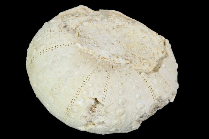 Fossil Sea Urchin (Heterodiadema) - Morocco #104484